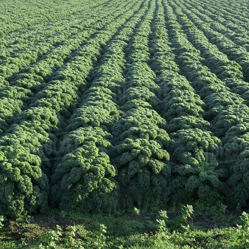 羽衣甘蓝种子 食用西伯利亚羽衣甘蓝 Siberian Kale 耐寒蔬菜菜籽 - 图2