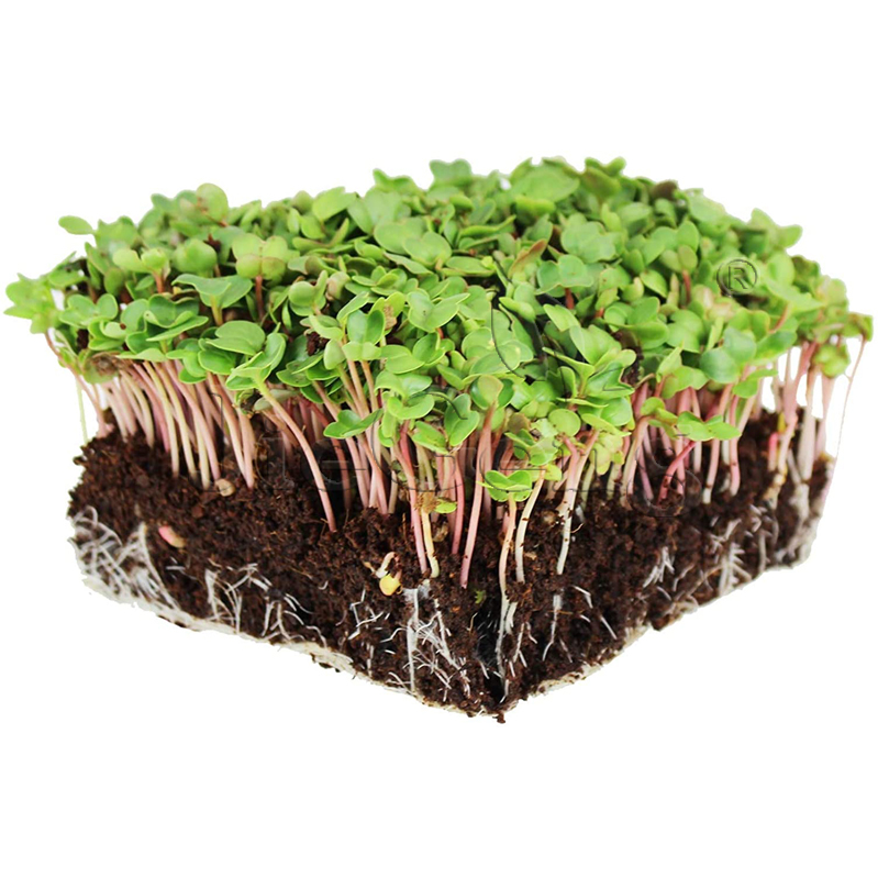 中国红萝卜种子芽苗菜微型蔬菜Radish China Microgreens Seeds-图2