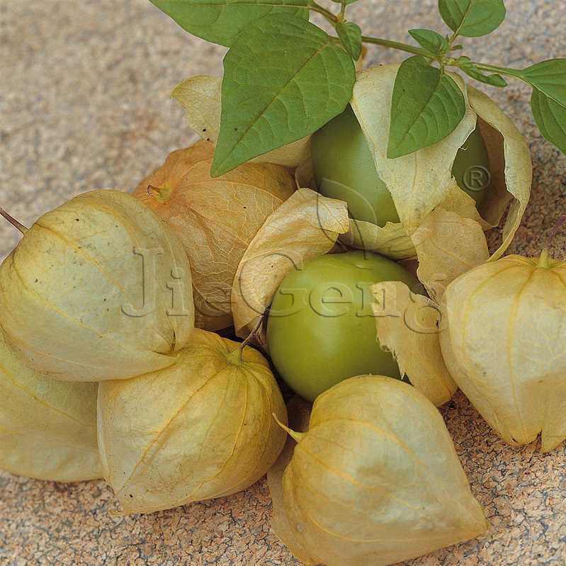 绿浆果种子 Green Tomatillo Seed墨西哥酸浆果灯笼果北美水果-图0