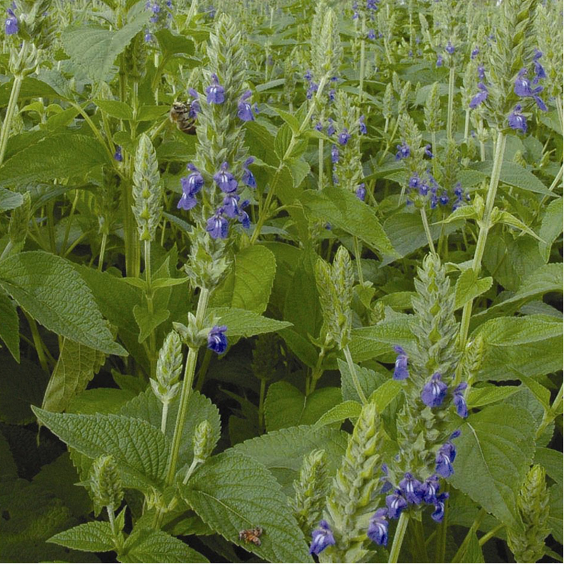 芡欧鼠尾草种子 芽苗菜Chia Seed Micro Seeds奇亚奇异子微型蔬菜 - 图0