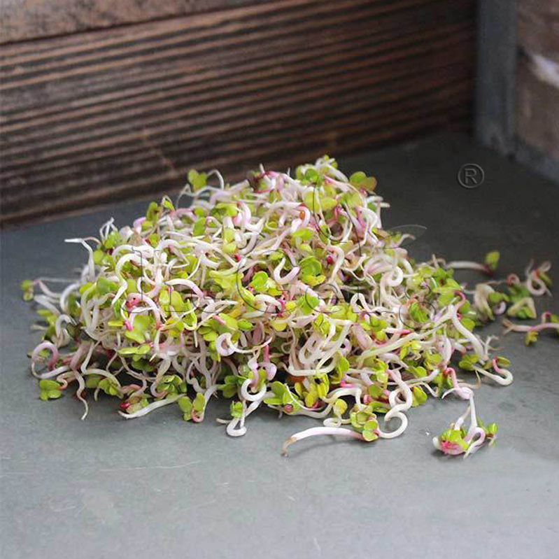 中国红萝卜种子芽苗菜微型蔬菜Radish China Microgreens Seeds-图1