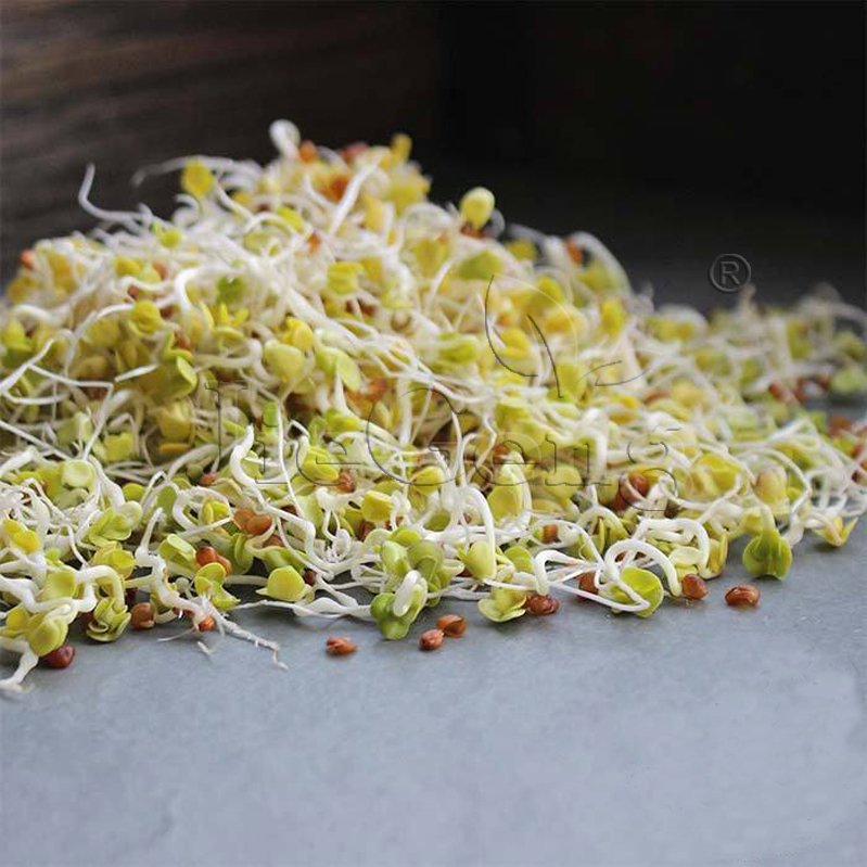 白萝卜种子 芽苗菜 Radish White Micro Sprouting Seed 蔬菜种籽 - 图1