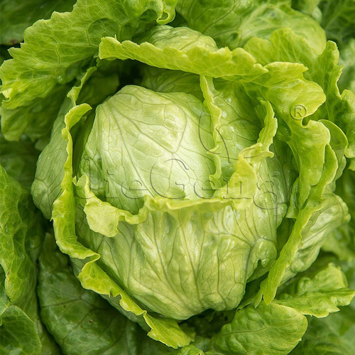 结球生菜种子 圆莴苣西生菜 芽苗菜微型蔬菜HeadLettuceMicroSeed - 图0