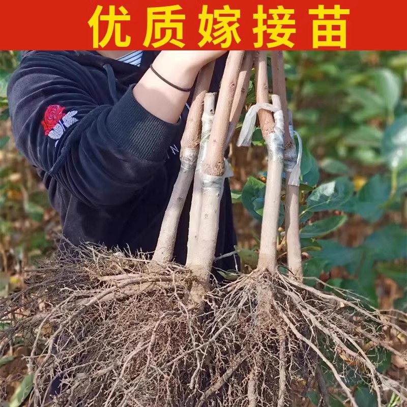 红灯笼柿子树南北方地栽特大果树盆栽嫁接软柿火晶小火罐当年结果-图0