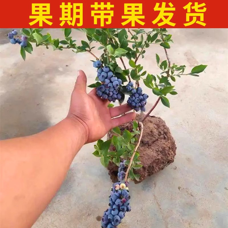 兔眼蓝莓苗南北方地栽大果蓝莓树果苗阳台盆栽四季带组培当年结果 - 图1