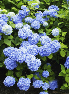 无尽夏绣球花苗老桩盆栽带花苞变色八仙花室内外庭院别墅花卉植物