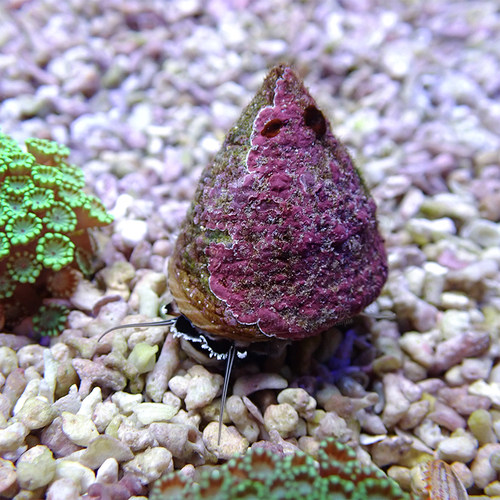 食藻螺西班牙舞娘海胆牛眼螺塔螺鲍鱼翻沙螺海猪海兔海水鱼活体 - 图0