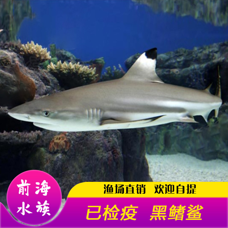 宠物鲨鱼在哪里买,宠物鲨鱼(第11页)_大山谷图库