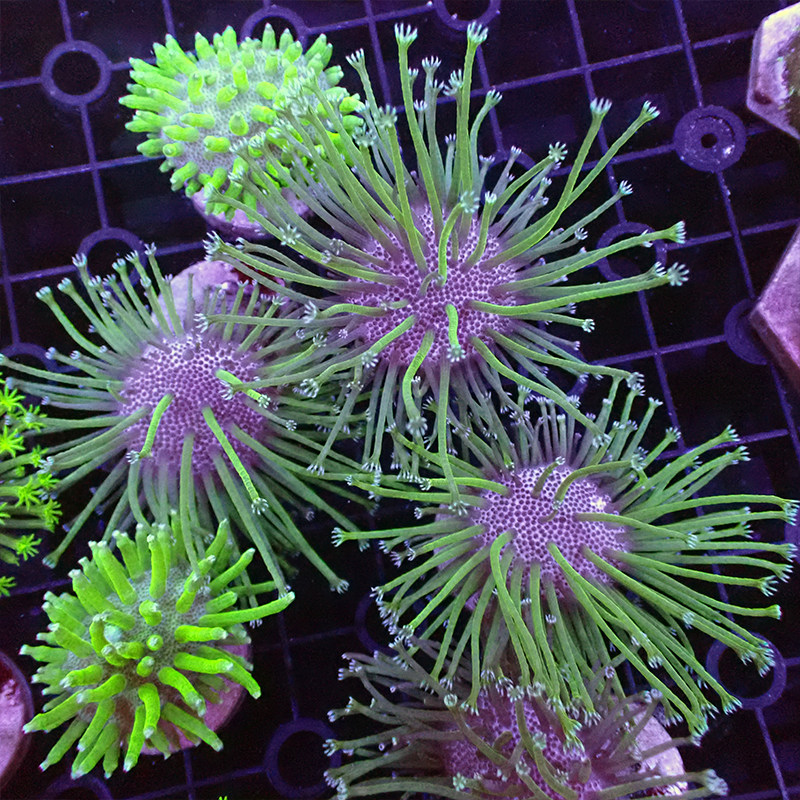 皮革珊瑚长须花环皮非日木耳皮革珊瑚樱花手指大嘴巴海水活体nps 广州前海水族 淘优券