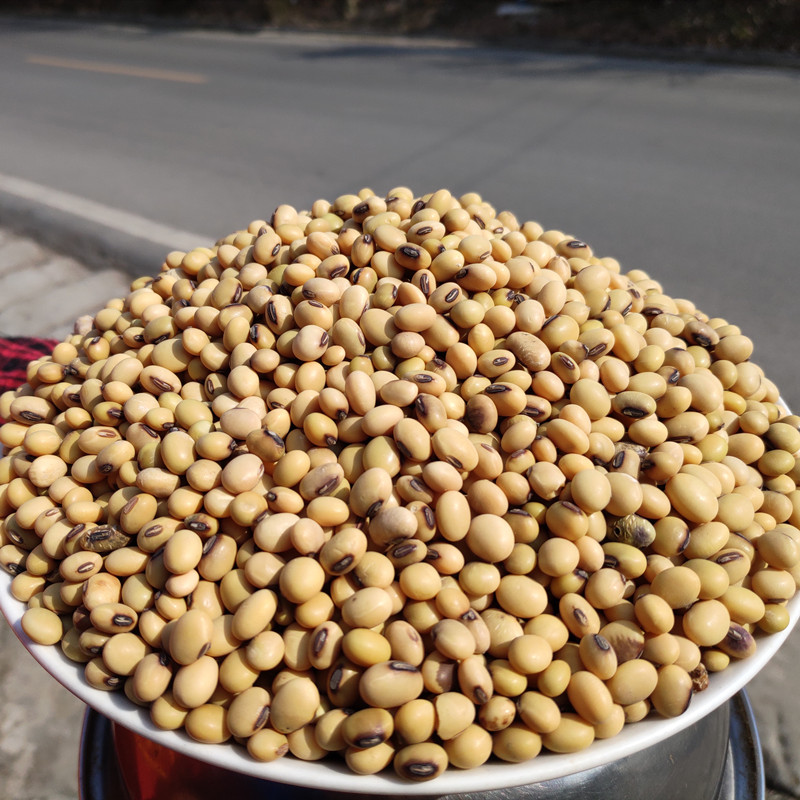 新货四川非转基因土黄豆子大豆农家自种发豆芽豆豉打豆浆专用自产 - 图0