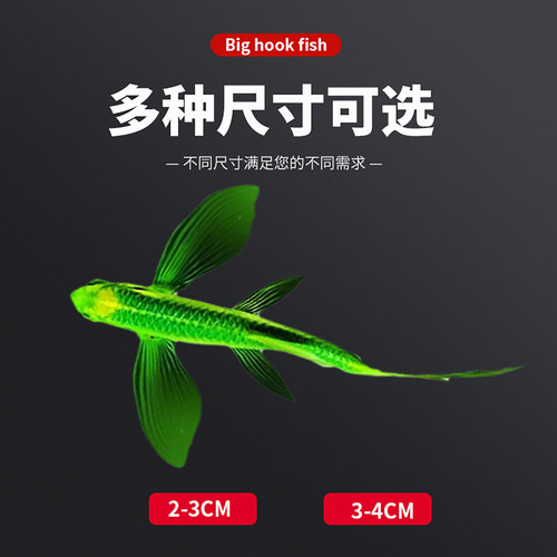 蝶翼斑马鱼大帆凤尾淡水好养活冷水无需打氧翡翠绿蝶翼热带观赏鱼 - 图1