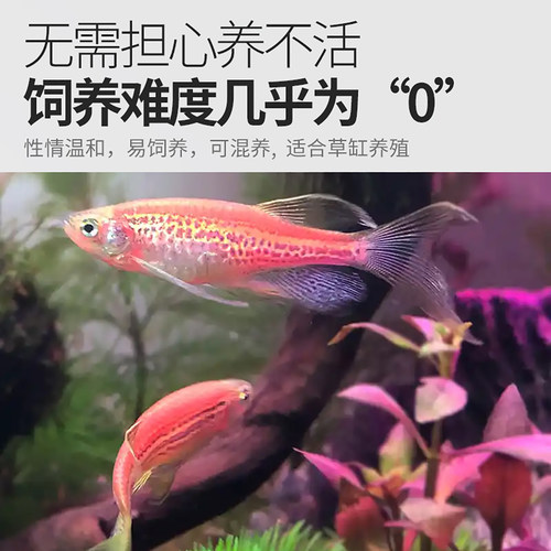 蝶翼斑马鱼大帆凤尾淡水好养活冷水无需打氧翡翠绿蝶翼热带观赏鱼 - 图0