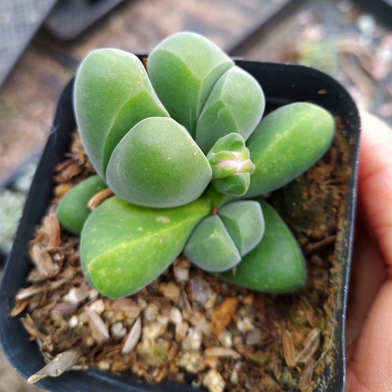 无比玉红花生石花多肉植物番杏科肉锥植物小群多多花房包邮-图0