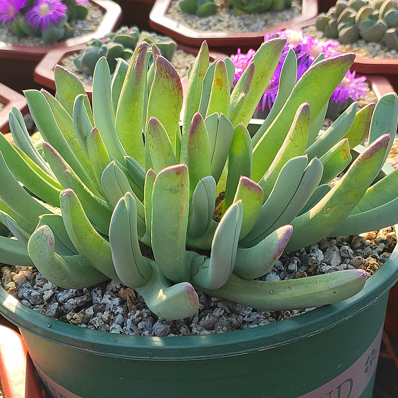 虾钳番杏科生石花屁屁花多肉植物石头花蟹钳 - 图0