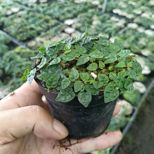 爬藤造景霹雳水陆缸假山盆栽室内室外微型小美观喜水喜光盆栽包邮 - 图1