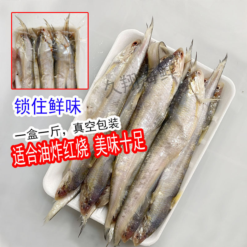 新鲜毛刀鱼1斤28-36条小刀鱼酒店饭店油炸煎凤尾鱼淡水鱼海鲜水产