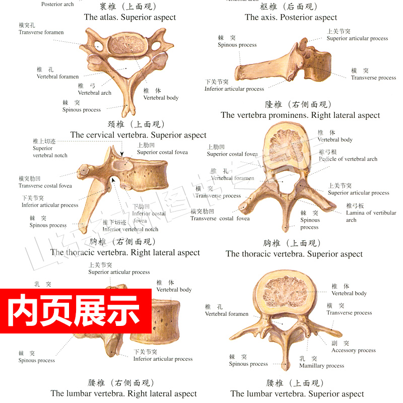 人体解剖彩色学图谱 第三版第3版新版郭光文3D搭奈特医用医学生解剖书外科全彩局部系统实用解剖彩绘本科大学教材二版升级人民卫生 - 图2