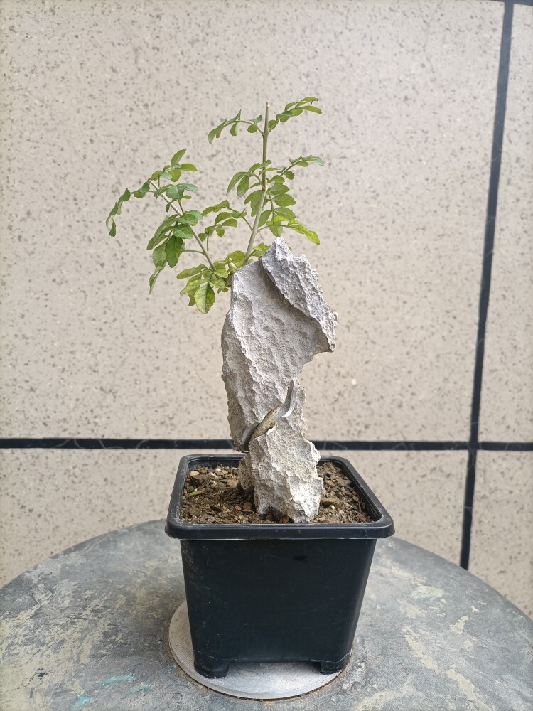对节白蜡附石盆景天然青龙石英德石熟桩绿植素材