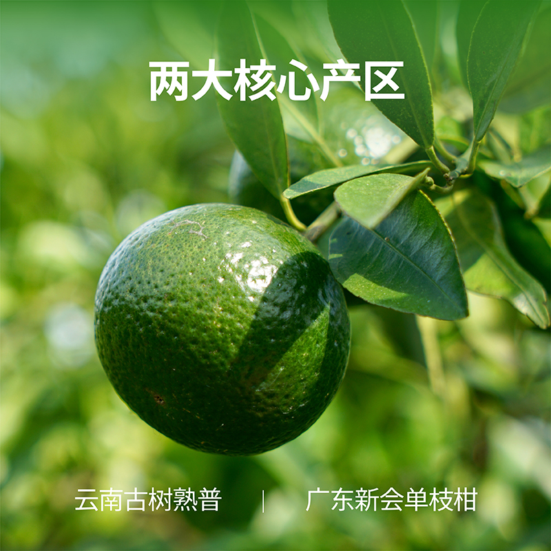 岩冷22年小青柑普洱茶新会茶叶澜沧古茶礼盒陈皮柑熟普60g*2罐,淘宝优惠券,粉丝福利购,淘宝优惠卷