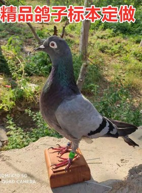 信鸽制作标本云傀阁真皮毛