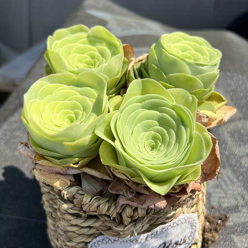 高山酒杯山地玫瑰多肉植物萌肉肉办公室盆栽花卉绿植阳台净化空气,淘宝优惠券,粉丝福利购,淘宝优惠卷