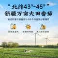 莲花番茄酱120g袋 番茄沙司0添加新疆蕃茄酱家用意面调味酱旗舰店 图片 4