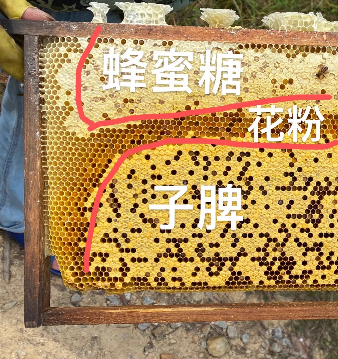 土蜜蜂优质中华蜜蜂中蜂蜂群带王带子脾阿坝蜂王蜂群养殖带箱包活 - 图3