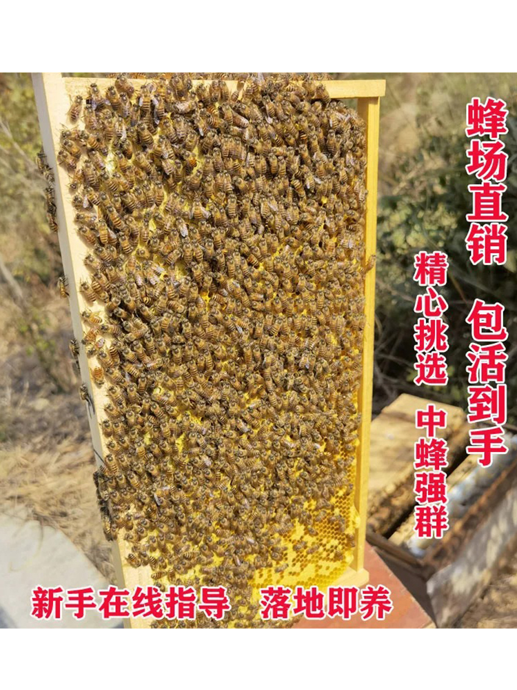 顺丰包邮专链中蜂蜂群带王蜜蜂蜂群带子脾阿坝中蜂带蜂箱中华土蜂 - 图0