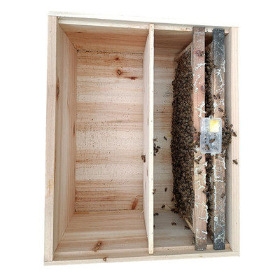 土蜜蜂优质中华蜜蜂中蜂蜂群带王带子脾阿坝蜂王蜂群养殖带箱包活,淘宝优惠券,粉丝福利购,淘宝优惠卷