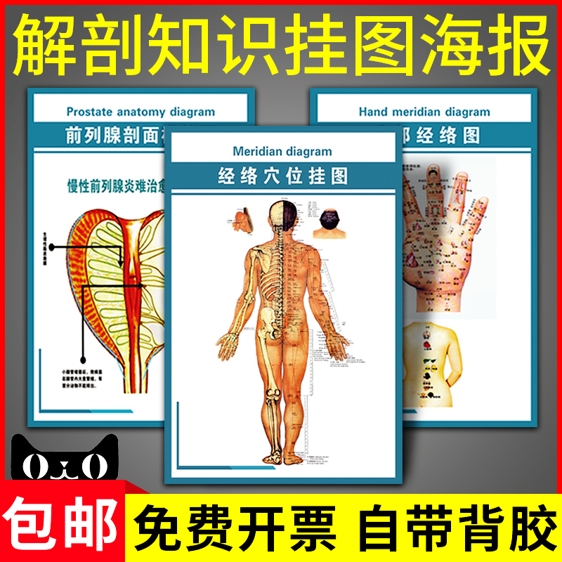 左眼反射区挂画医院诊所眼科宣传海报耳鼻咽喉解剖图器官分布挂图 - 图0