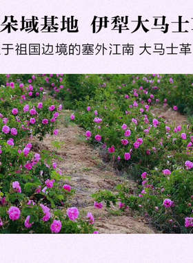 原产地发货新疆特产玫瑰纯露