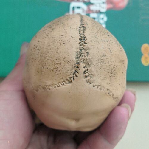 1:3美术医学静物绘画参考 艺用人体肌肉骨骼头雕头骨 半胸像模型 - 图2