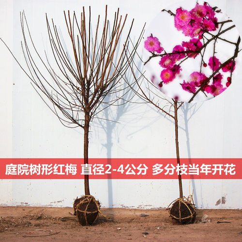 梅花树苗原生红梅骨里红腊梅浓香庭院花卉耐寒植物大型盆栽盆景 - 图2