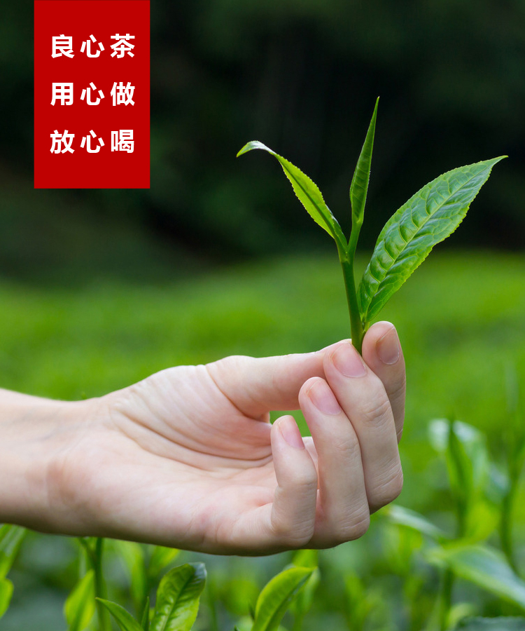 500g 年新茶贵州高山云雾茶叶浓香耐泡型散装春茶毛尖特级 2018 绿茶 500g 年新茶贵州高山云雾茶叶浓香耐泡型散装春茶毛尖特级 2018 绿茶