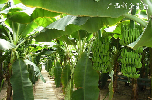 香蕉苗树苗矮化蕉威廉斯B6高产中蕉9号香蕉南方果树苗带土带叶 - 图1