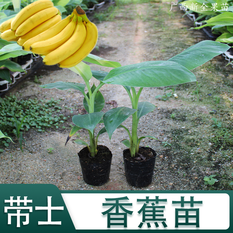 香蕉苗树苗矮化蕉威廉斯B6高产中蕉9号香蕉南方果树苗带土带叶 - 图2