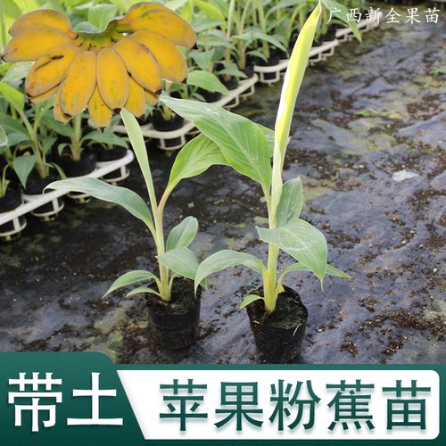 香蕉树苗矮化蕉苗苹果粉蕉威廉斯B6高产中蕉9号香蕉南方果树苗 - 图1