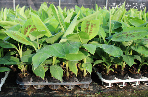香蕉苗树苗矮化蕉威廉斯B6高产中蕉9号香蕉南方果树苗带土带叶 - 图0