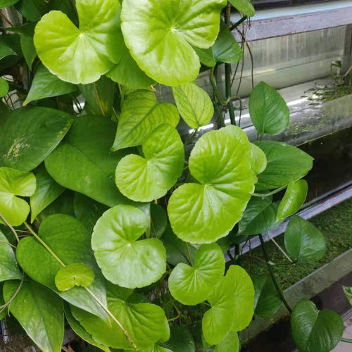 淡水鱼缸养ada香香草浮萍绿植吊漂浮水下爬行水面水草水上植物 - 图0