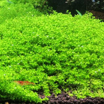 自产天湖葵天胡荽迷你爬地趴地矮珍珠日本矮鱼缸造景前景真水草 - 图2