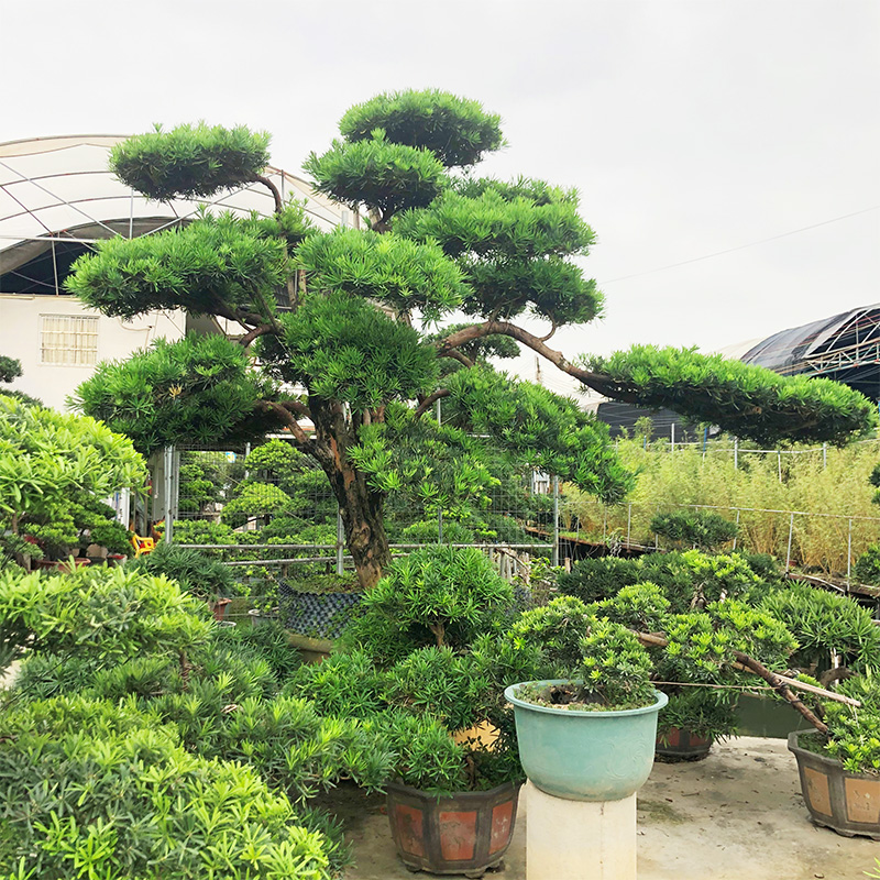 罗汉松大树庭院盆景树迎客松日本黑松造型树别墅大型绿植盆栽植物 - 图0