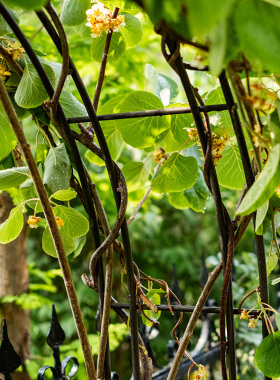 掬涵铁艺拱门花架攀爬植物户外