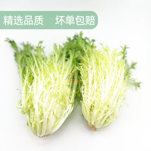 新鲜黄心苦菊嫩细叶苦苣黄狗芽生菜健身轻食清洗即食沙拉西餐食材 - 图0