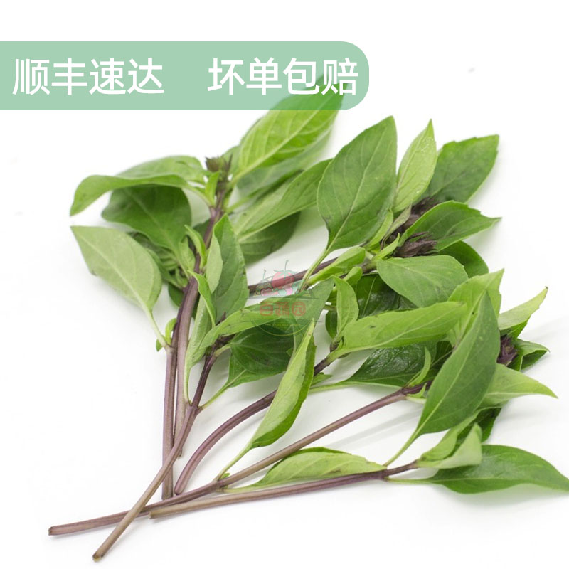 新鲜九层塔食用红杆金不换冬阴功食材三杯鸡海鲜调料蔬菜非罗勒叶-图0