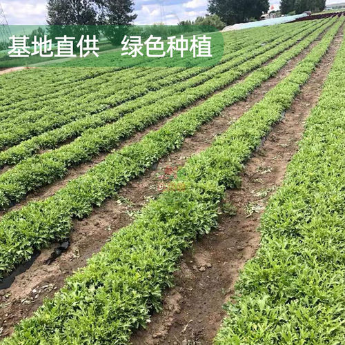 新鲜黄心苦菊嫩细叶苦苣黄狗芽生菜健身轻食清洗即食沙拉西餐食材 - 图2