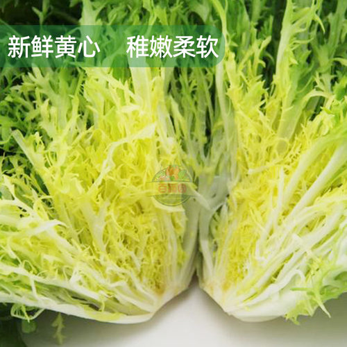 新鲜黄心苦菊嫩细叶苦苣黄狗芽生菜健身轻食清洗即食沙拉西餐食材 - 图1