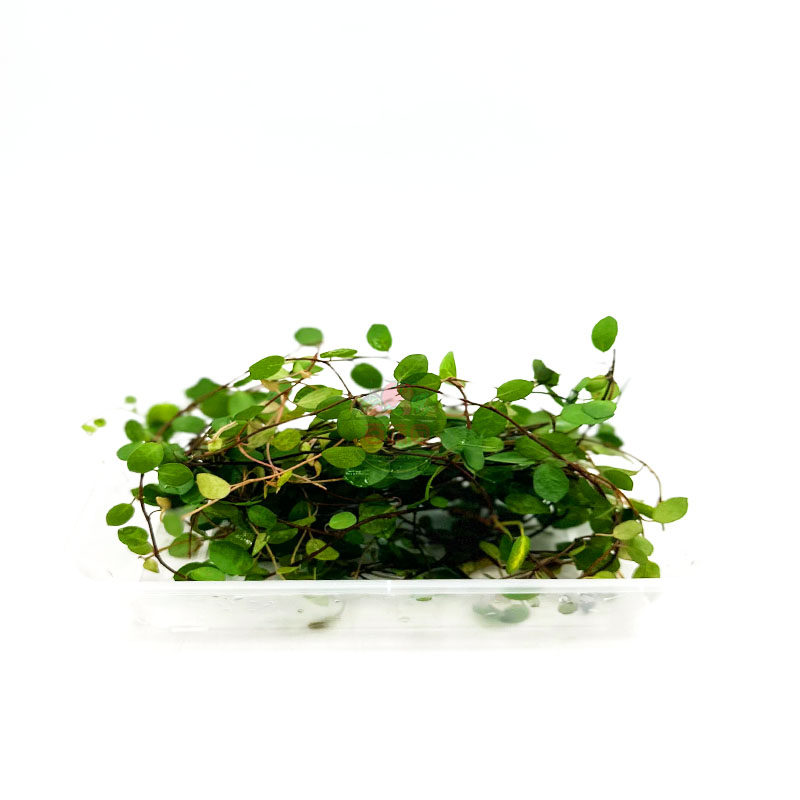 新鲜千叶吊兰长寿藤吊兰叶子西餐厅酒店蛋糕摆盘装饰点缀叶子花草,淘宝优惠券,粉丝福利购,淘宝优惠卷