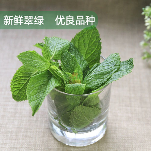 新鲜薄荷叶留兰香食用泡水装饰烘培调酒水吧专用蔬菜增香调味食材 - 图2