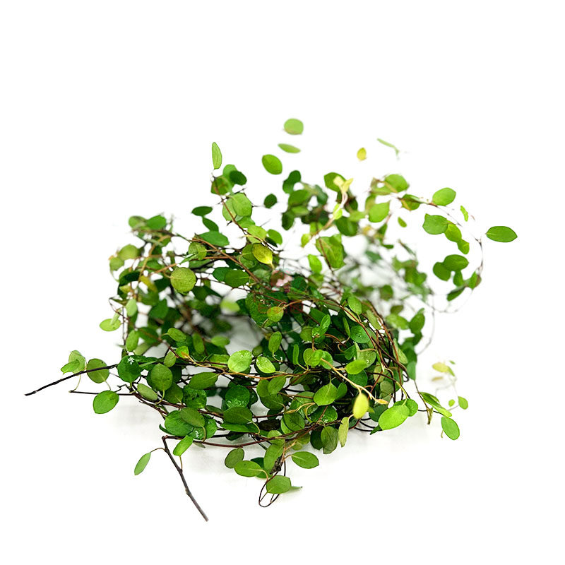 新鲜千叶吊兰长寿藤吊兰叶子西餐厅酒店蛋糕摆盘装饰点缀叶子花草,淘宝优惠券,粉丝福利购,淘宝优惠卷