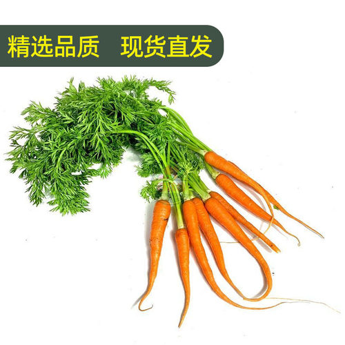 带叶手指胡萝卜新鲜蔬菜迷你水果胡萝卜西餐沙拉食材宝宝辅食蔬菜 - 图0